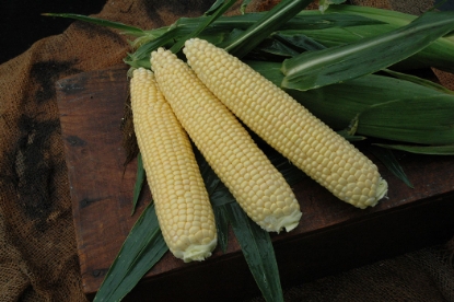 Picture of Sweet Corn Alliance F1